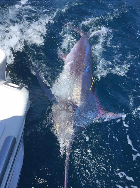 ANGLER: Jo-Ann Riley SPECIES: Black Marlin WEIGHT: Est 120kg LURE: JB Lures Big Dingo.
